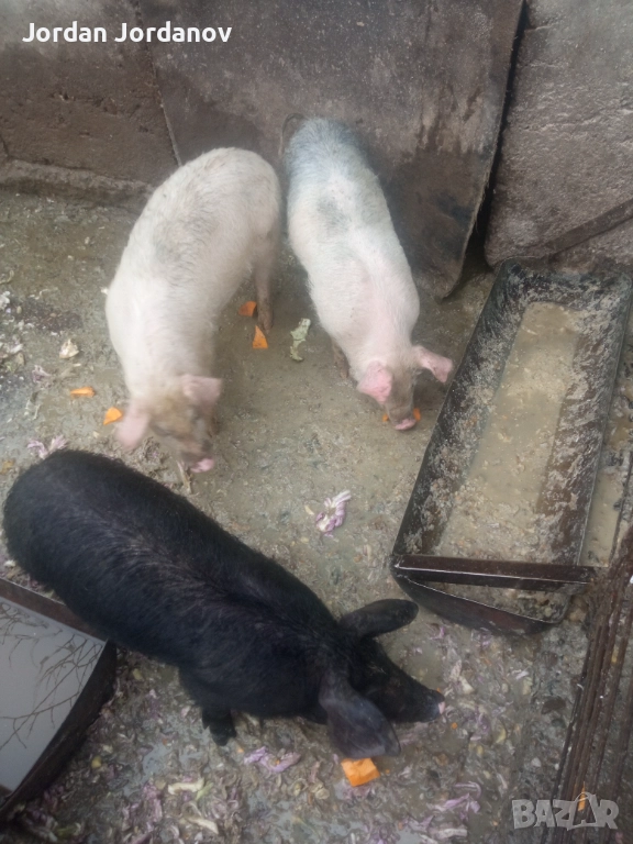 Прасенца 3 месеца, снимка 1