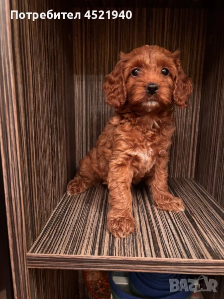 Кокапу-cockapoo, снимка 1