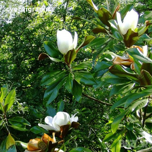 Magnolia Grandiflora (Магнолия Грандифлора), снимка 1