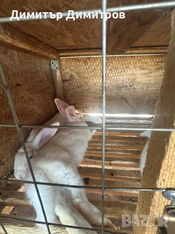 Зайци за месо и разплод, снимка 10 - Други - 50191126
