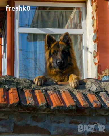 Немска овчарка мъжка за разплод, снимка 5 - Немска овчарка - 50524833