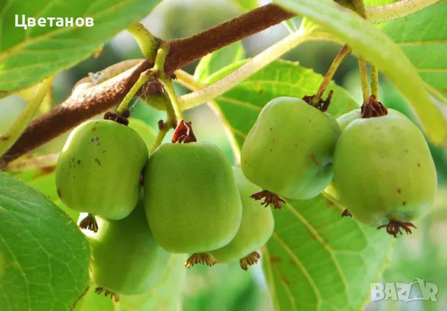 самоопрашващо Киви Аргута „Actinidia Arguta“, снимка 1
