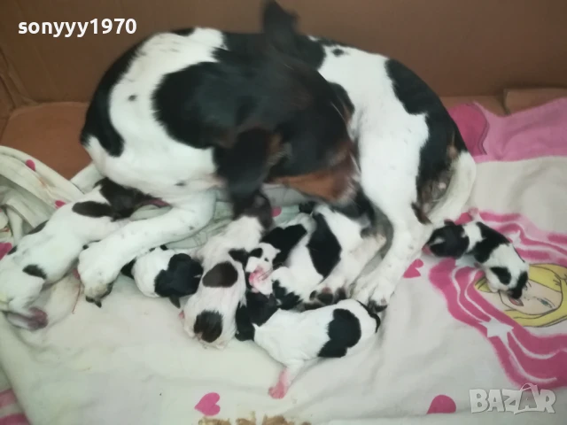 ДЖАК РЪСЕЛ-КУЧЕНЦА 250ЛВ ЗА 1БР 1508250823, снимка 8 - Джак ръсел териер - 51372207