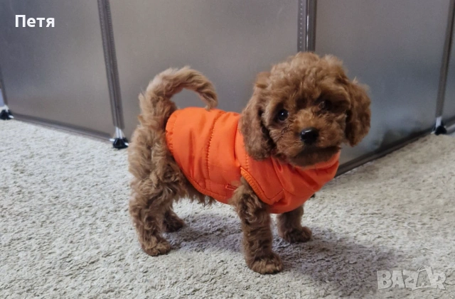 Комплекс непромокаемо яке и обувки за куче, снимка 3 - Други стоки за животни - 53378958