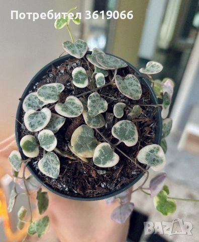 ceropegia woodii variegata