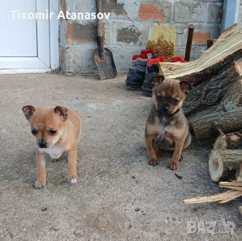 Пинчер, снимка 2 - Чихуахуа - 53464829