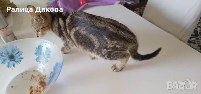 Продавам мраморно сребърно коте, снимка 6 - Други - 56079197