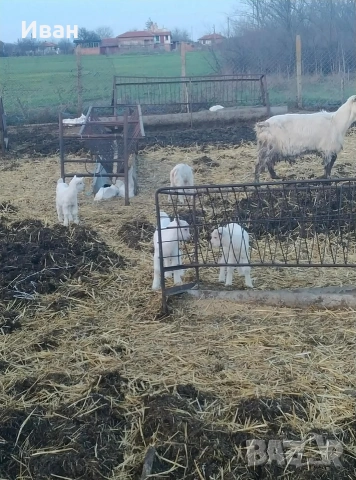 ярета, снимка 3 - Кози - 53262361