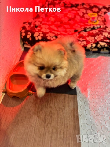 Померан , снимка 3 - Померан - 53099656