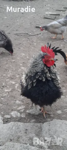  домашни петли, снимка 1