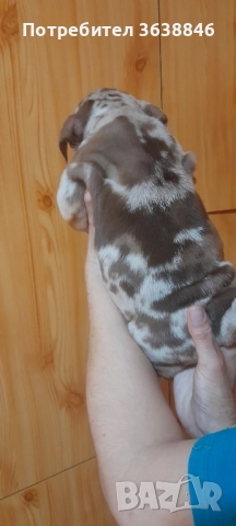 Английски булдог, снимка 6 - Английски булдог - 52064316