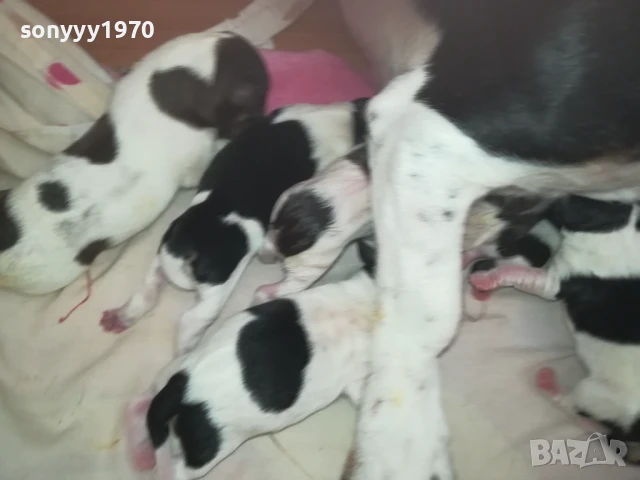 ДЖАК РЪСЕЛ БЕБЕТА-РОДЕНИ ДНЕС 11.08.25г 1108251838, снимка 11 - Джак ръсел териер - 51331559