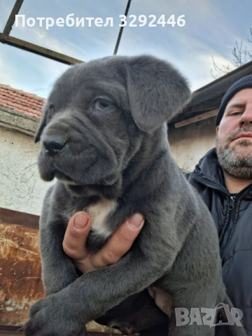 Малки сладурковци! , снимка 4 - Кане корсо - 53842790