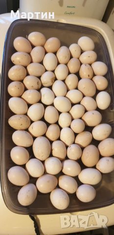 Пиленца и яйца от Малайска Серама - промоция, снимка 6 - други­ - 16390085