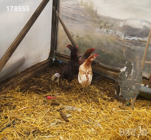 Петли Американска Аракуана!, снимка 2 - Кокошки и пуйки - 51944647