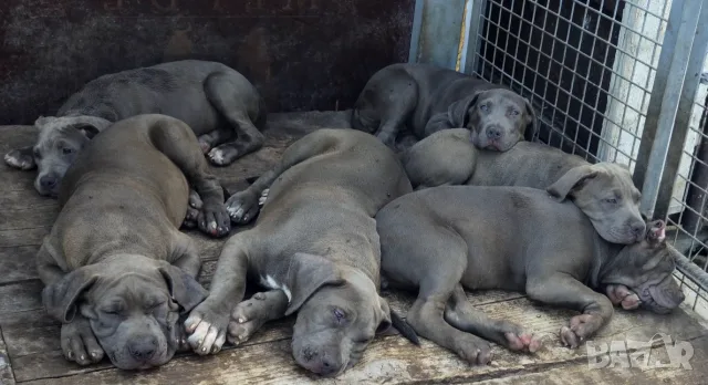 ТОП ЦЕНА!!!Американско були Хл American Bully Xl , снимка 6 - Други - 56049296