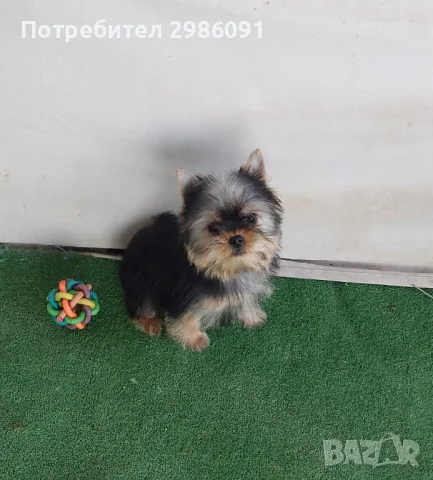 мини йоркширски териер, снимка 1