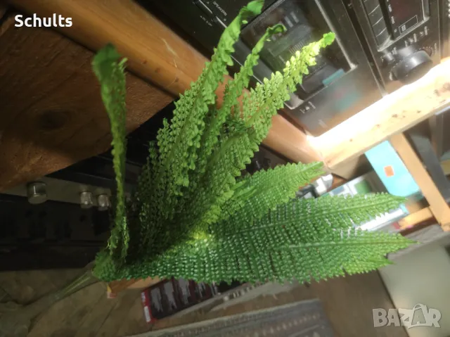 Папрат изкуствен 60 см.2 бр.за 20лв, снимка 3 - Изкуствени цветя - 48330309