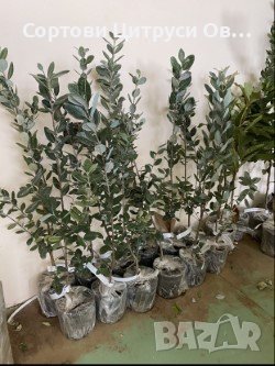 Фейхоа Ананасова Гуава Йодно Дърво Acca sellowiana, снимка 2 - Градински цветя и растения - 40739104