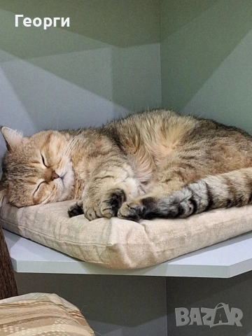 Британец за разплод, снимка 4 - Британска късокосместа - 53381430