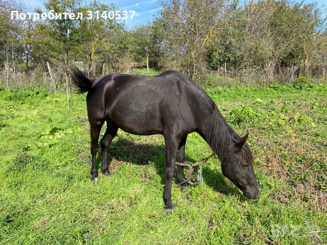 Къща в село Гурково само на 10 км от Морският бряг в Балчик и 50км от град Варна, снимка 5 - Къщи - 52084503