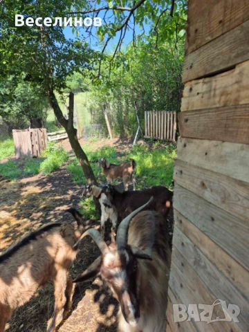 Продавам козлета, снимка 5 - Кози - 50629050