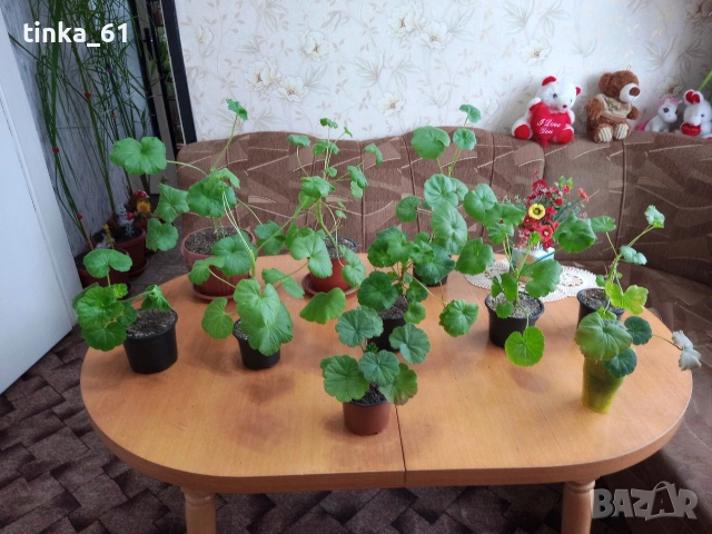 Стайни цветя 