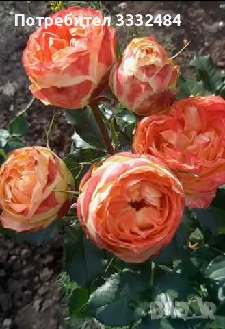 Роза 4, снимка 1 - Градински цветя и растения - 41777227
