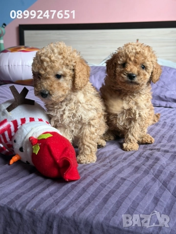 Пудел той , снимка 6 - Пудели - 52774395