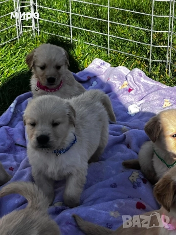 Чистокръвни Голдън ретривър бебета идеален подарък за приятели или малки деца Коледа , снимка 9 - Голдън ретривър - 52566220