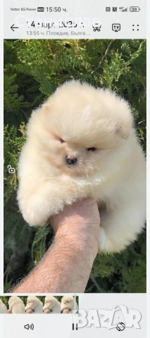 Две момчета , снимка 6 - Померан - 53860658