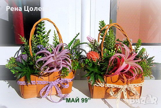 Кошнички със сукуленти