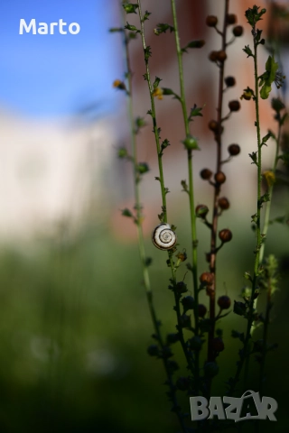 Обектив Nikon AF-S Micro Nikkor 60mm f/2.8G ED, снимка 4 - Обективи и филтри - 51030643