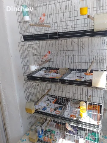 Продавам канарчета орфей