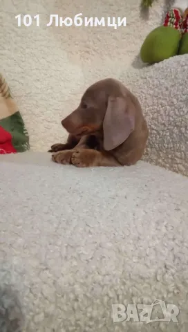 Мини Дакел Изабела, снимка 4 - Дакели - 48424884