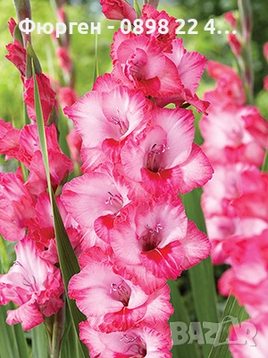 🌸 Луковици Гладиоли (Gladiolus), снимка 10 - Разсади - 53145212