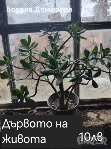 Моите цветя, снимка 2 - Градински цветя и растения - 52213640