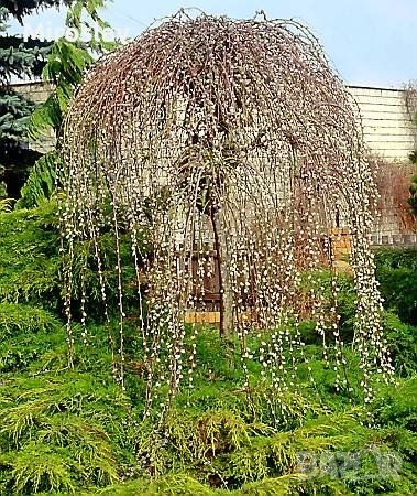 Плачеща върба (Salix caprea 'Kilmarnock'), снимка 3 - Градински цветя и растения - 44622111