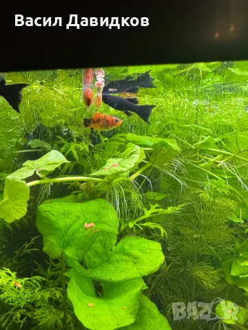 Живородни рибки  Плата, Гупа , Милинезия , снимка 4 - Рибки - 48259225
