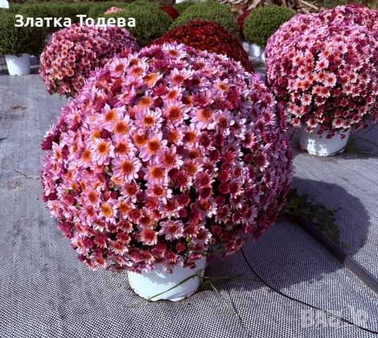 Кълбовидна Хризантема, снимка 1