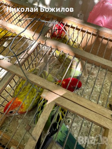 Продавам папагали Розели- пъстри светли и тъмни, снимка 2 - Папагали - 42199220
