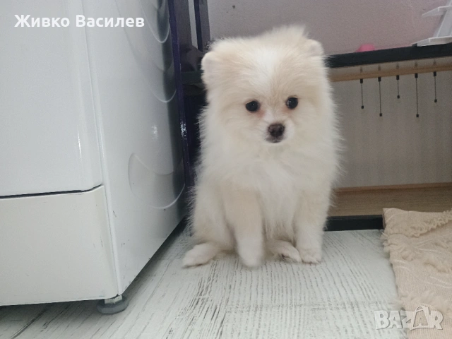 Померан момиче , снимка 5 - Померан - 53210697