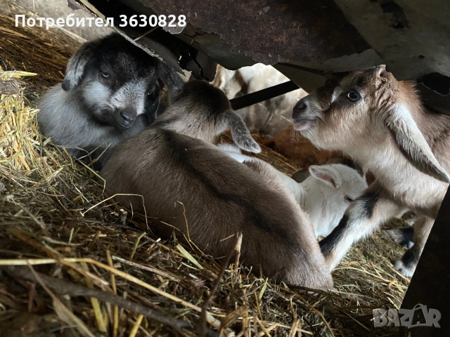 Продавам новородени малки сукалчета , снимка 5 - Други животни - 53746407