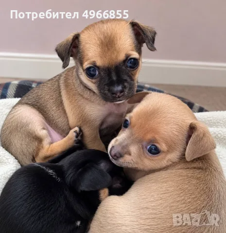 Чихупинчери 2 момченца,1 момиченце