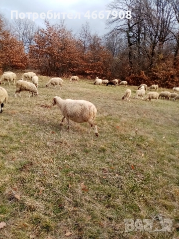 Продавам овце , снимка 4 - Овце - 52642930