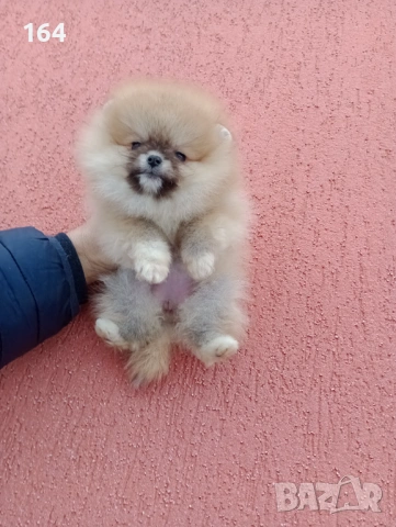 Женски мини Померан. Реални снимки от 02.02.26 г. , снимка 3 - Померан - 53321917