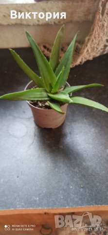Алое със сочни листа., снимка 3 - Стайни растения - 34733917