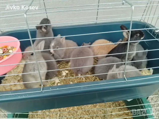 ДЕКОРАТИВНИ ЗАЙЧЕТА, снимка 1