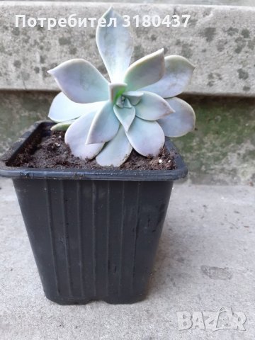 Цвете в саксийка,суколентни, снимка 2 - Стайни растения - 34507687