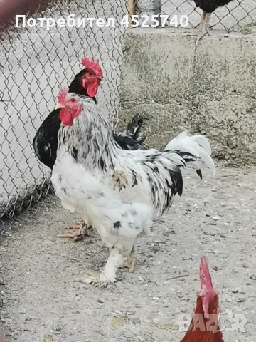 Петли за гледане и за клане 